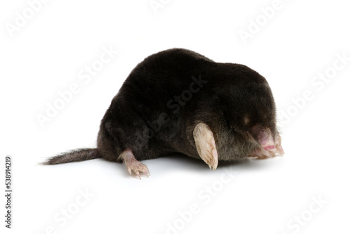  European mole on a white