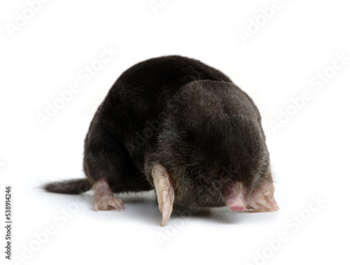  European mole on a white photo