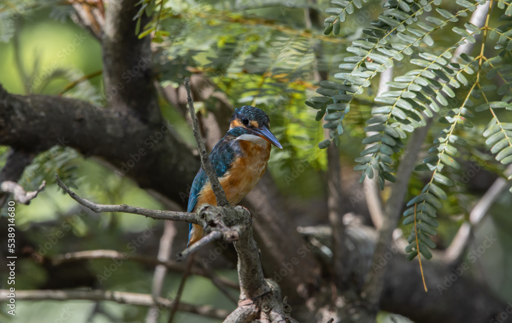 Common Kingfisher on the branch tree (Animal Portrait)