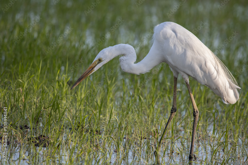 Fototapeta premium great blue heron