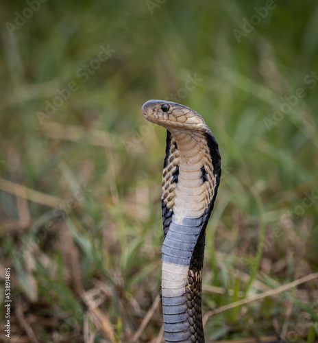  Monocled Cobra on the ground Animal portriat.