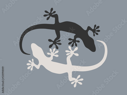 Geckos in black and white gray background