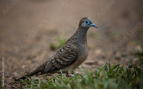 Zebra Dove on the ground   Animal Portrait  