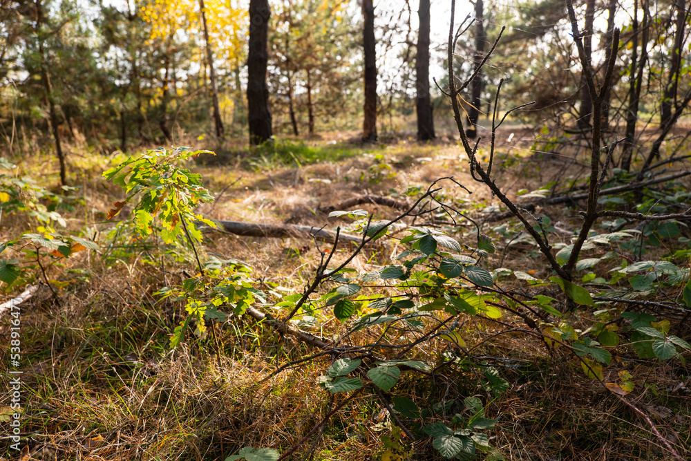 Pine forest, autumn. Sunset, Magical fairytale forest. Coniferous forest covered of green moss. Mystic atmosphere Pine forest, autumn. Sunset, Magical fairytale forest. Coniferous forest covered of green moss. Mystic atmosphere