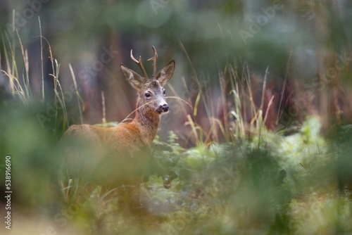 Fototapeta Naklejka Na Ścianę i Meble -  sarna