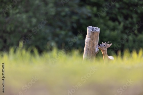 Fototapeta Naklejka Na Ścianę i Meble -  sarna