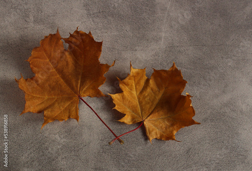 dry autumn brown leaf of Canadian maple on a gray background