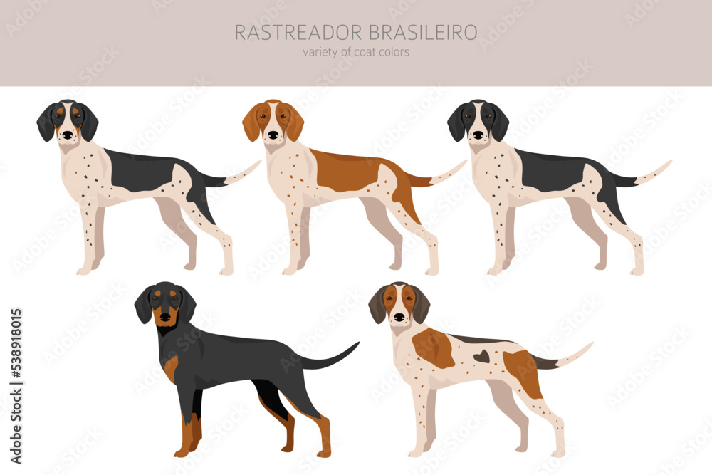 Rastreador Brasileiro clipart. All coat colors set.  All dog breeds characteristics infographic