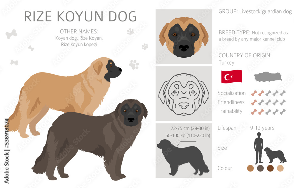 Rize Koyun dog clipart. All coat colors set.  All dog breeds characteristics infographic