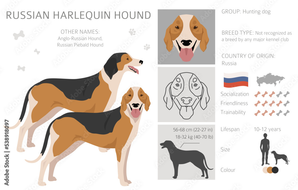 Russian Harlequin Hound clipart. All coat colors set.  All dog breeds characteristics infographic