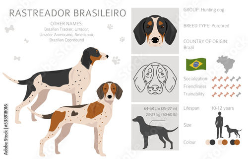 Rastreador Brasileiro clipart. All coat colors set.  All dog breeds characteristics infographic