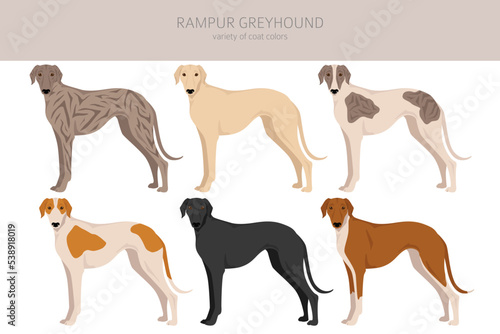 Rampur Greyhound clipart. All coat colors set.  All dog breeds characteristics infographic