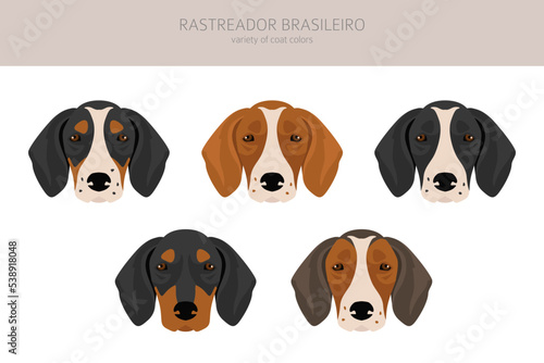 Rastreador Brasileiro clipart. All coat colors set. All dog breeds characteristics infographic