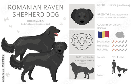 Romanian Raven Shepherd dog clipart. All coat colors set. All dog breeds characteristics infographic