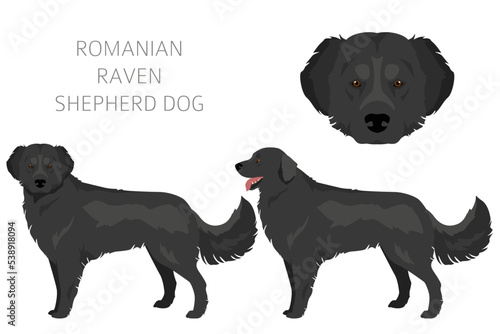 Romanian Raven Shepherd dog clipart. All coat colors set.  All dog breeds characteristics infographic