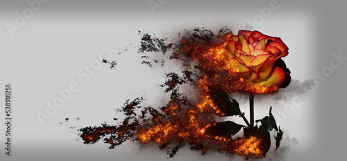 Fototapeta Naklejka Na Ścianę i Meble -  A burning rose with waterdrops	