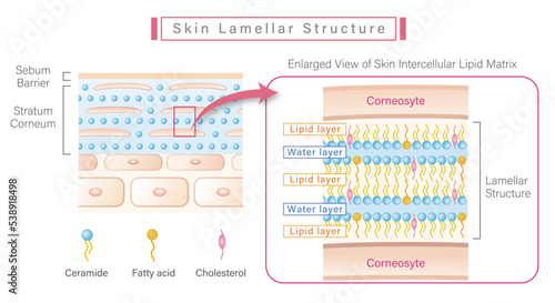 Skin intercellular lipid matrix and lamellar structure of ceramides in stratum corneum  photo
