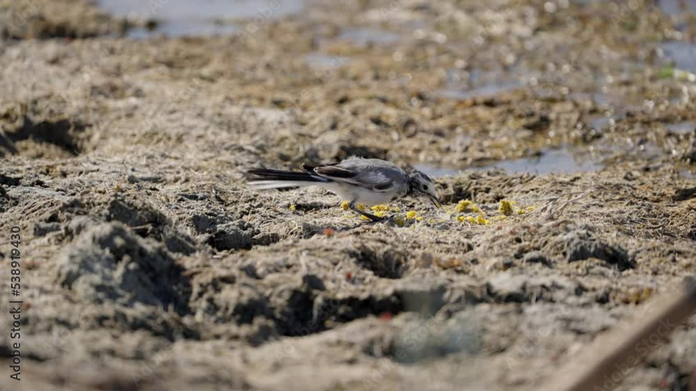 The white wagtail Motacilla alba pecks the found food on the bank of a river or lake. The white wagtail Motacilla alba pecks the found food on the bank of a river or lake.