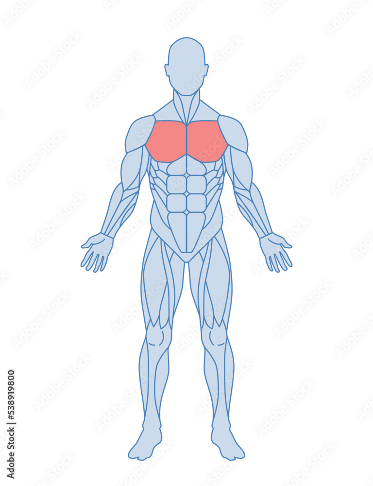 Male muscle anatomy. Schematic of man body with pectoral muscles highlighted in red. Adductive movement. Design element for medical encyclopedia. Cartoon flat vector illustration isolated on white Male muscle anatomy. Schematic of man body with pectoral muscles highlighted in red. Adductive movement. Design element for medical encyclopedia. Cartoon flat vector illustration isolated on white