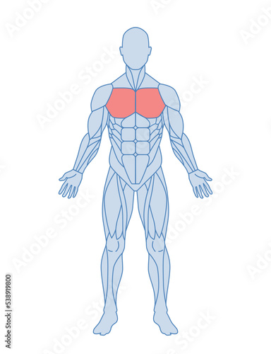 Male muscle anatomy. Schematic of man body with pectoral muscles highlighted in red. Adductive movement. Design element for medical encyclopedia. Cartoon flat vector illustration isolated on white