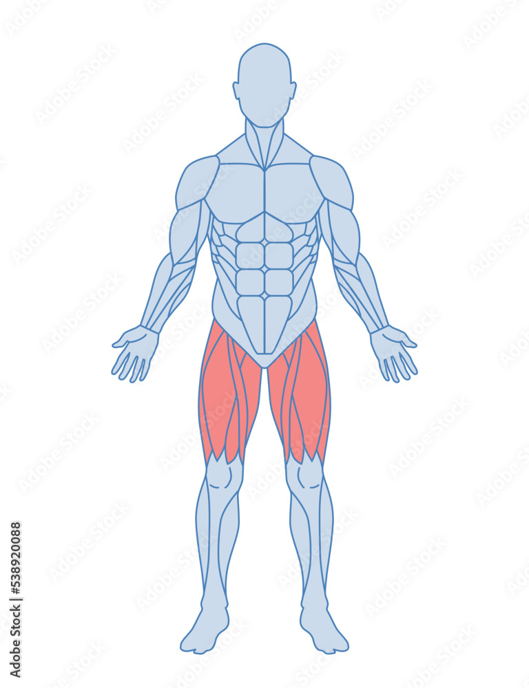 Male muscle anatomy concept. Body with thigh muscles highlighted in red. Quadriceps and adductor femoris, sartorius. Design element for infographics. Cartoon flat vector illustration isolated on white Male muscle anatomy concept. Body with thigh muscles highlighted in red. Quadriceps and adductor femoris, sartorius. Design element for infographics. Cartoon flat vector illustration isolated on white