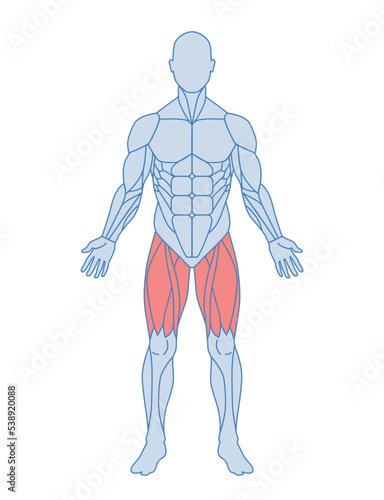 Male muscle anatomy concept. Body with thigh muscles highlighted in red. Quadriceps and adductor femoris, sartorius. Design element for infographics. Cartoon flat vector illustration isolated on white