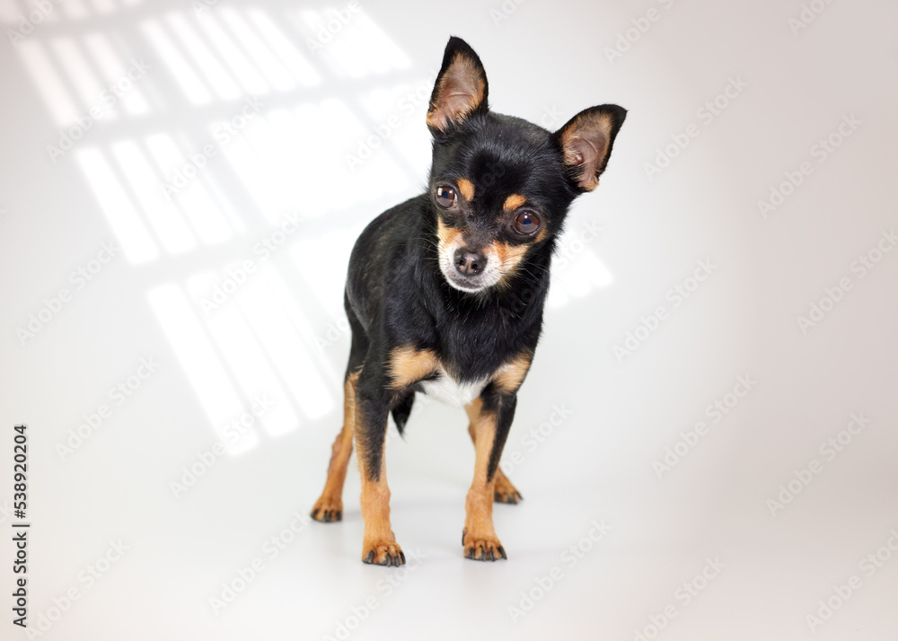 Studio portrait of a young black chihuahua