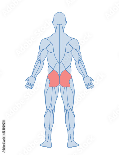 Male muscle anatomy concept. Character figure with highlighted gluteus maximus muscles. Training or workout. Design element for medical encyclopedia. Cartoon flat vector illustration isolated on white