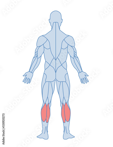 Male muscle anatomy concept. Back view. Legs of male with soleus and gastrocnemius muscles highlighted in red. Design element for educational book. Cartoon flat vector illustration isolated on white