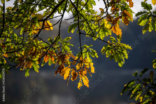 Schwanenteich in Zwickau im Herbst