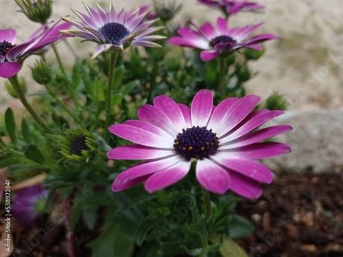 African Daisy