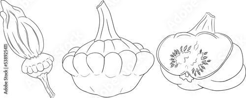 Vector illustration of a patisson. Patty pan squash isolated on white background. Coloring pages with vegetable. Dish-shaped pumpkin