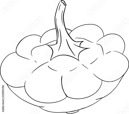 Vector illustration of a patisson. Patty pan squash isolated on white background. Coloring pages with vegetable. Dish-shaped pumpkin