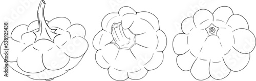 Vector illustration of a patisson. Patty pan squash isolated on white background. Coloring pages with vegetable. Dish-shaped pumpkin