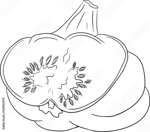 Vector illustration of a patisson. Patty pan squash isolated on white background. Coloring pages with vegetable. Dish-shaped pumpkin
