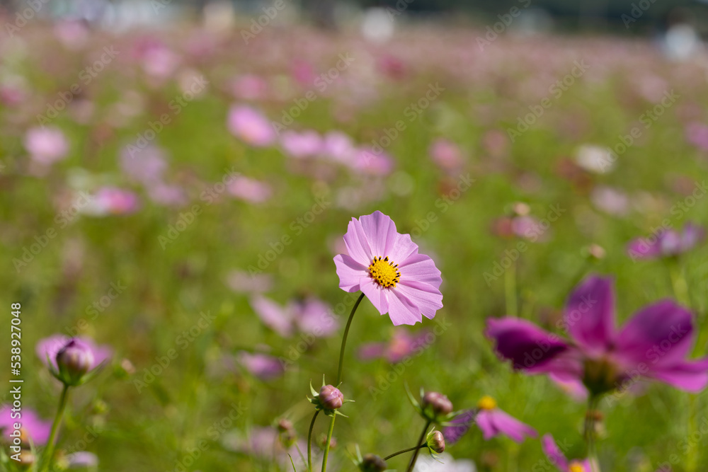 Cosmos are blooming one by one in the field Cosmos are blooming one by one in the field