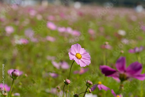 Cosmos are blooming one by one in the field