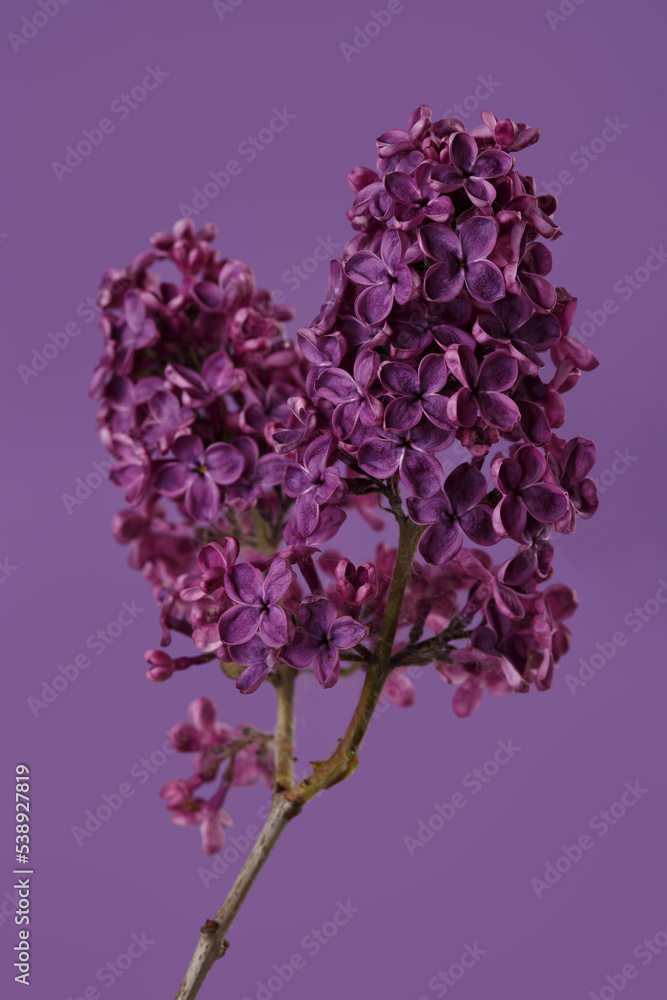 A bunch of lilacs in dark purple color isolated on a purple background.