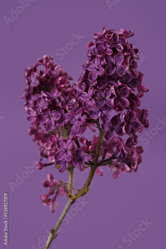 A bunch of lilacs in dark purple color isolated on a purple background.