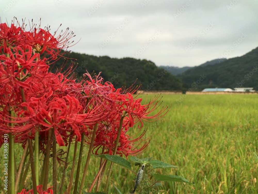 cluster amaryllis.The cluster amaryllis is a flower of many names. In Japan, they are most frequently called Higanbana or Manjushage.