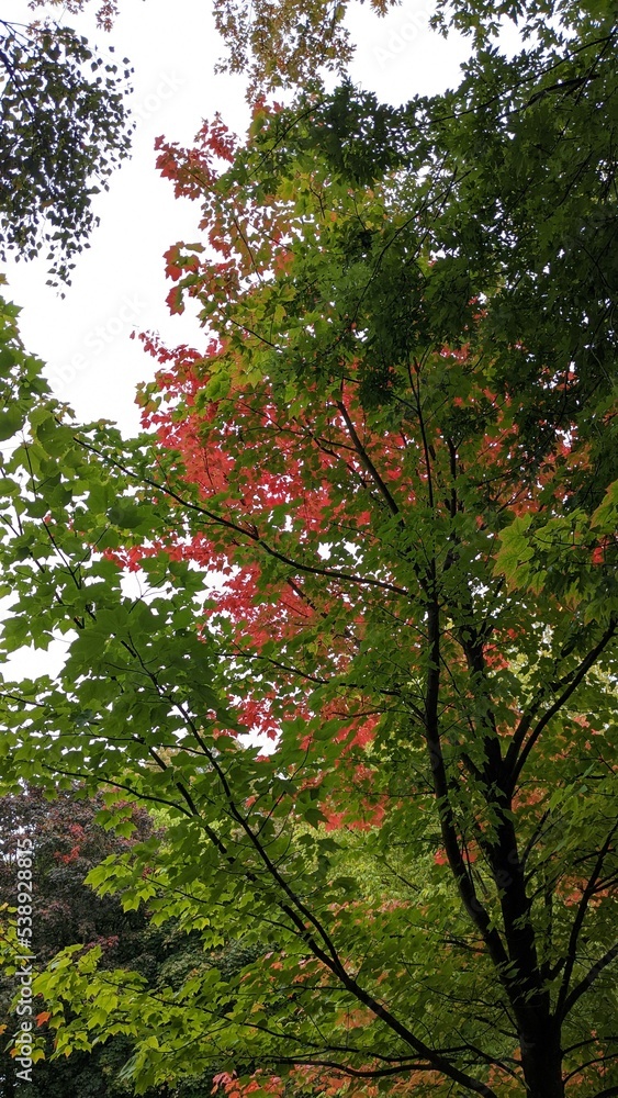 Autumnal Tree Autumnal Tree