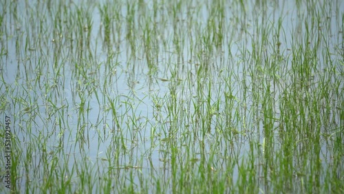 Close up green rice field in Asia floaded in water photo