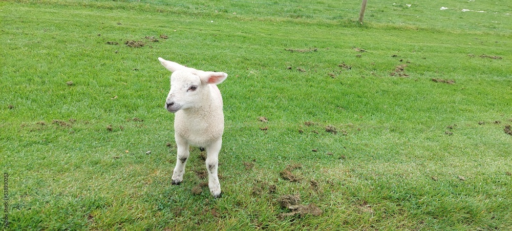 Little white Lamb isolated on the green grass background England farming UK Little white Lamb isolated on the green grass background England farming UK