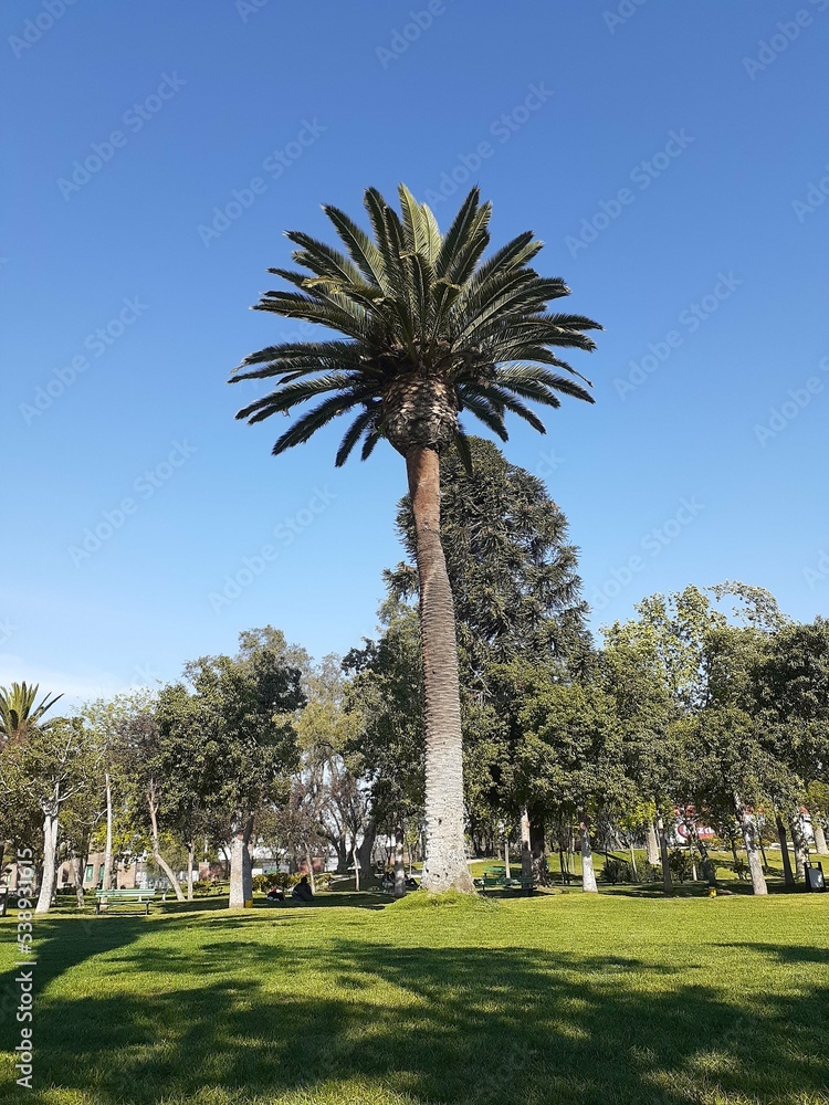 Obraz premium palm trees in the park