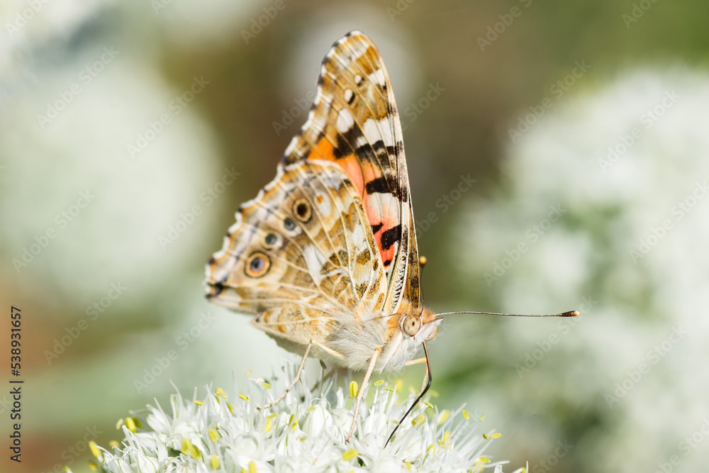 Butterfly on blossom flower in green nature.. Butterfly on blossom flower in green nature..