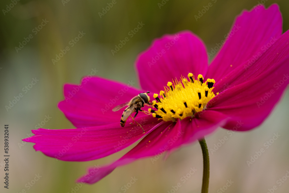 Close up cosmos flower in the garden. Macro flower photography Close up cosmos flower in the garden. Macro flower photography