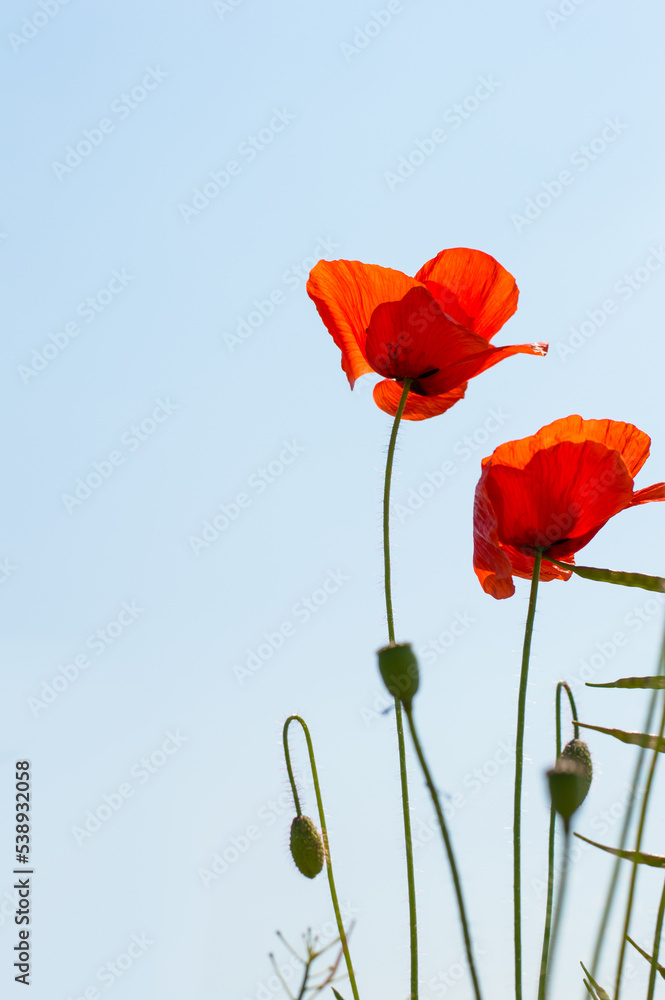 Obraz premium Mohn zu zweit