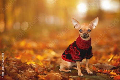 Happy domestic dog walking in autumn park © BillionPhotos.com
