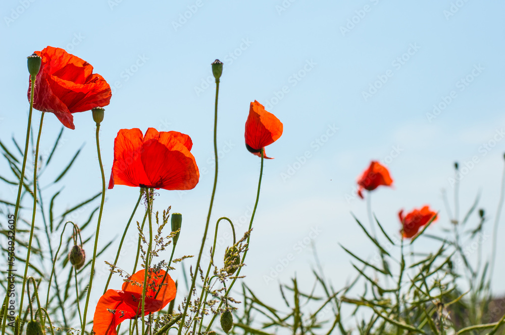 Obraz premium Mohnblumen