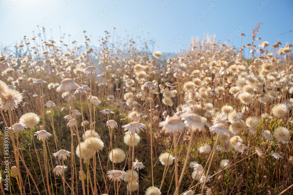 Obraz premium deset flowers background